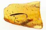Detailed Fossil Leaf in Baltic Amber #284543-1
